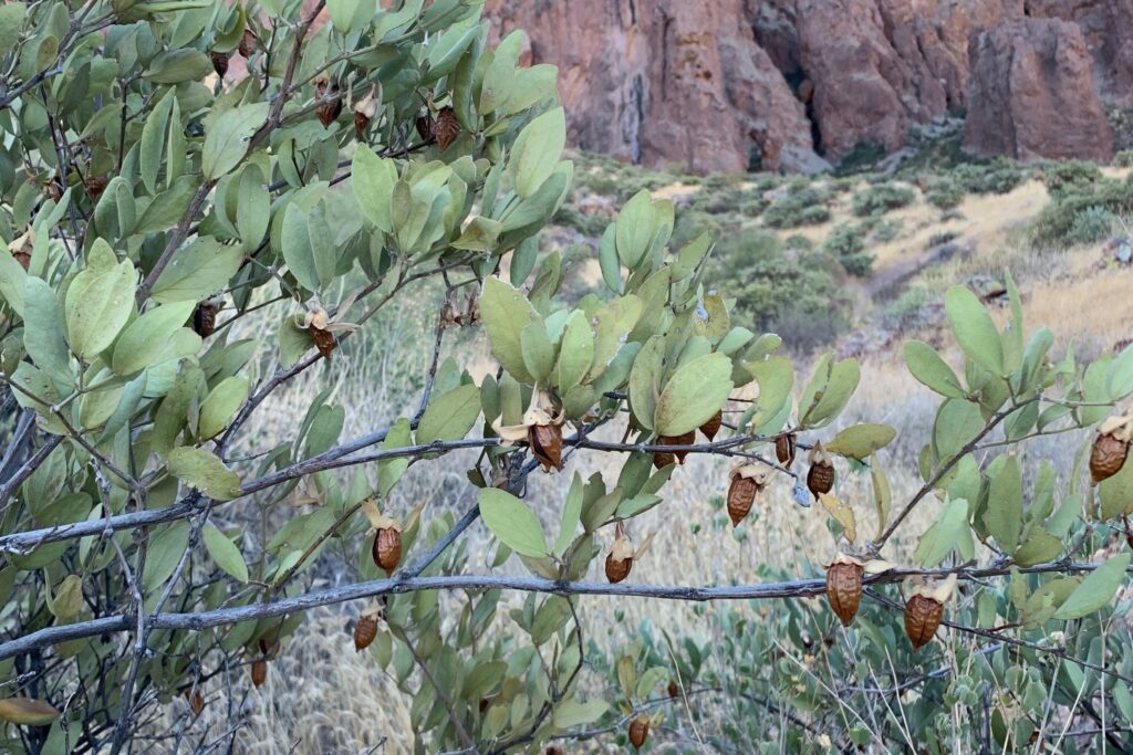 jojoba bush around apache junction in Arizona