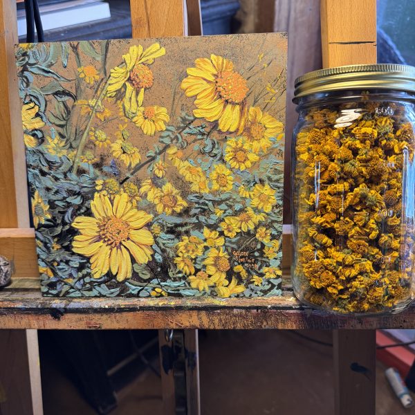 Brittlebush, Encelia Farinosa